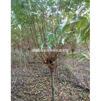 【龍爪槐】龍爪槐價(jià)格,龍爪槐基地,龍爪槐栽培種植管理