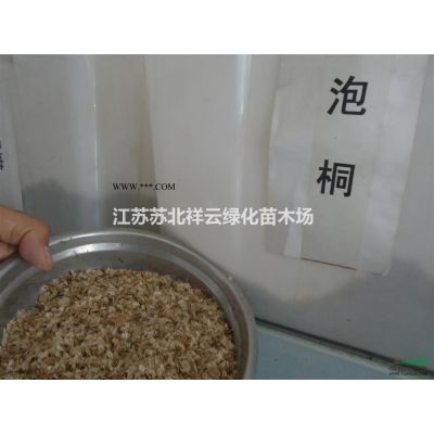 江蘇白皮松基地，大小規格白皮松供應