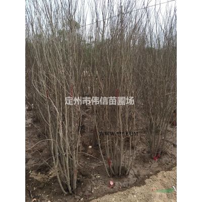 白皮松介紹，白皮松價(jià)格，河北白皮松產(chǎn)地