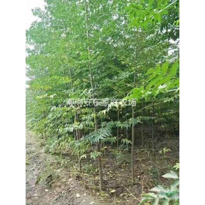 1-6米白皮松   農戶直銷