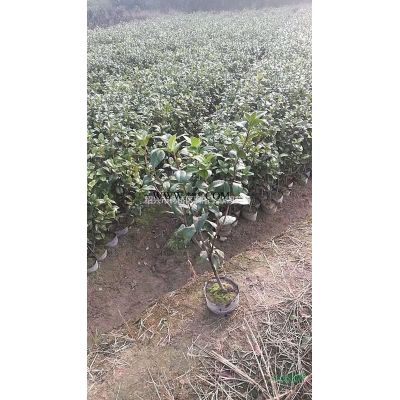 大量精品大櫻花 地徑8至15公分 自產(chǎn)自銷 農(nóng)戶價