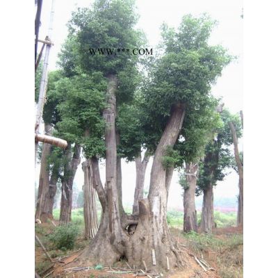 高桿茶花、紅楓、櫻花、紫薇、紅花繼木、春鵑、小葉黃楊、石竹