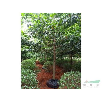 樸樹10-20米徑    600-1200元