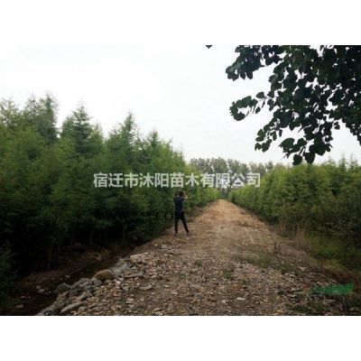 烏桕價(jià)格_烏桕圖片_烏桕產(chǎn)地_烏桕綠化苗木苗圃基地