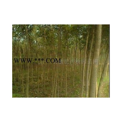 烏桕，烏桕價格，安徽烏桕，求購烏桕，烏桕報價，異形烏桕