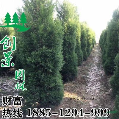 沭陽重陽木批發(fā) 優(yōu)質(zhì)重陽木 1-18公分 規(guī)格*