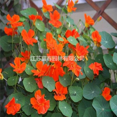 銀葉金合歡花境植物加侖盆苗杯苗 袋苗 大桶苗 產(chǎn)地直銷