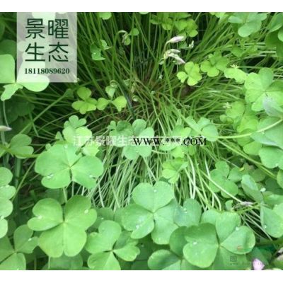 江蘇景曜生態(tài)產(chǎn)地/供應(yīng)/合歡/絨花樹(shù)批發(fā)價(jià)格/圖片/基地直銷