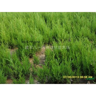 江蘇重陽木價格 優質特價重陽木農戶直銷 江蘇重陽木哪里好/哪家便宜