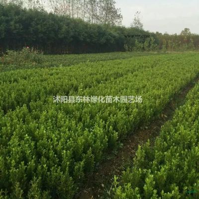 供應大葉女貞、合歡、法桐、重陽木、黃連木、香樟、櫻花、紅楓
