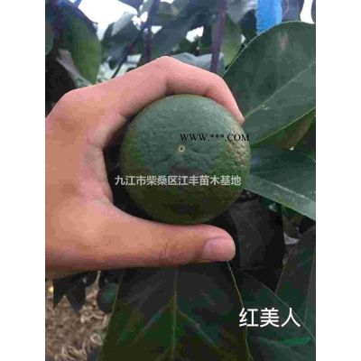 彩葉品種1－2公分烏桕苗