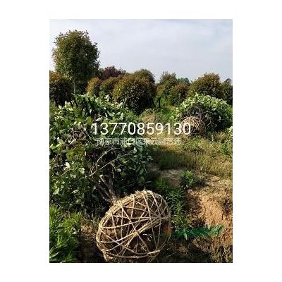 合歡價格，合歡直銷