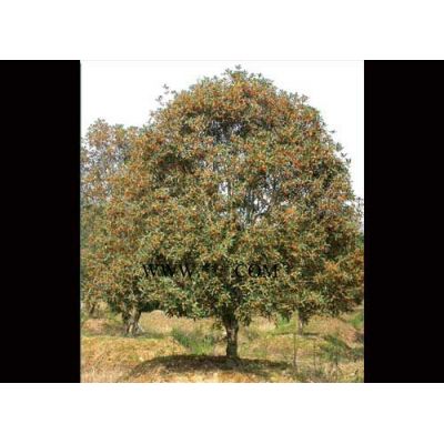 2萬棵4-5公分桂花苗,25-30公分合歡100棵