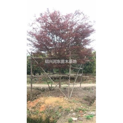 浙江嵊州供應(yīng)烏桕 精品烏桕 烏桕報(bào)價(jià)