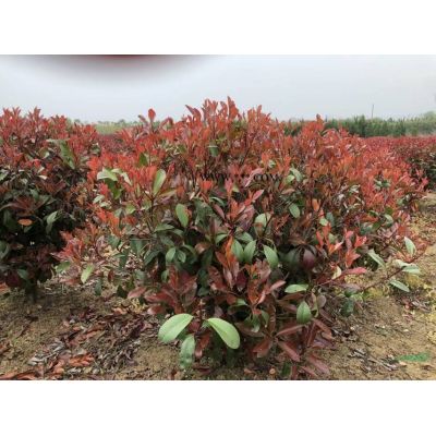 本基地有12公分烏桕 13龔恩烏桕 14公分無* 15公分烏