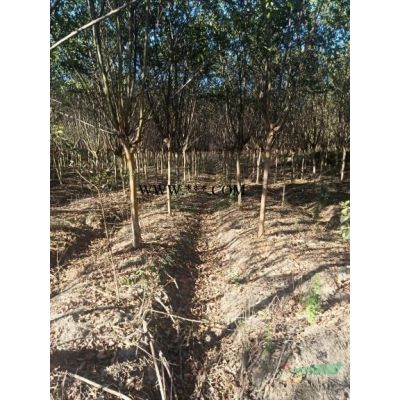 批發(fā)重陽(yáng)木小苗一年生重陽(yáng)木苗