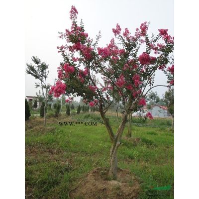 重陽木價格審核