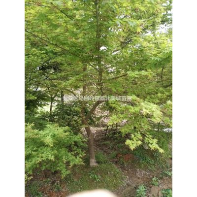 大小規格江西九江3-5公分楓香種植技術基地