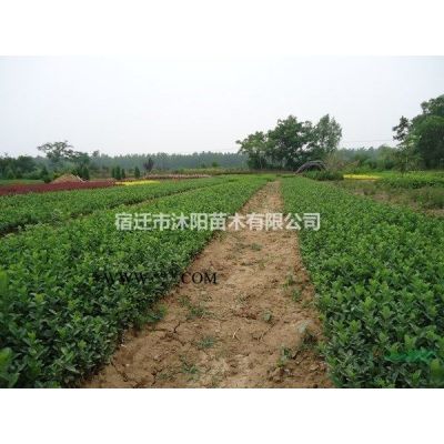 白蠟價(jià)格_白蠟圖片_白蠟產(chǎn)地_白蠟綠化苗木苗圃基地