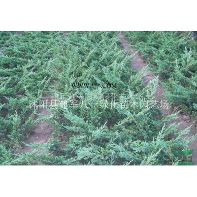 優質特價江蘇金葉白蠟 金葉白蠟批發 金葉白臘產地直銷