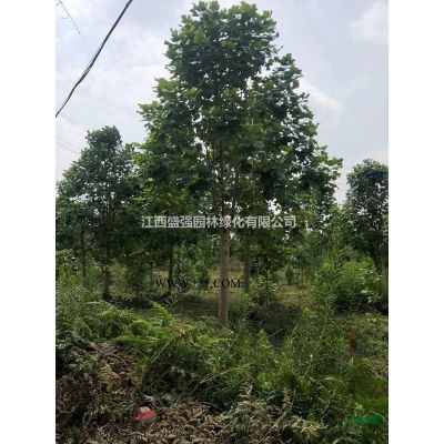 15-18截桿發(fā)冒楓香