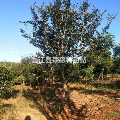 高100公分楓香苗 地徑1公分楓香小苗 楓香樹 江西楓香