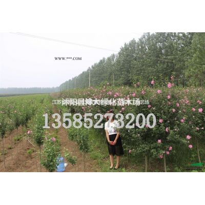 供應(yīng)榆樹(shù)，榔榆樹(shù) 金葉榆樹(shù) 金葉垂榆 品種*