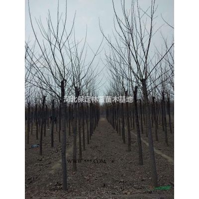 8公分龍爪槐，河北保定，質(zhì)優(yōu)價廉
