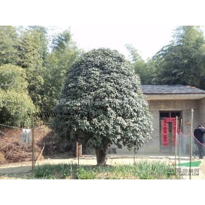 廣玉蘭、烏桕、樸樹(shù)、桂花，木槿、紫荊、花石榴，國(guó)槐、龍爪槐等