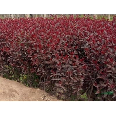 河北龍爪槐 龍爪槐基地 龍爪槐價格