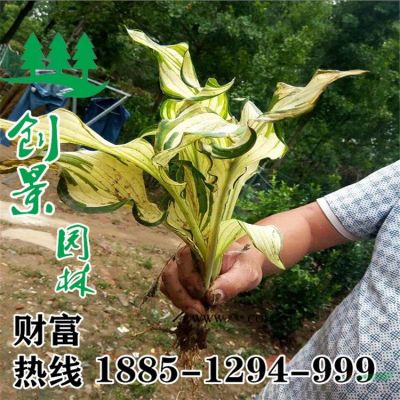 常年白皮松1.5米-4米 規(guī)格* 白皮松基地直銷