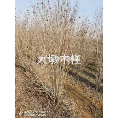 河北白皮松批發/供應