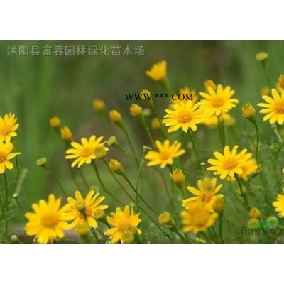 直銷喬木-白皮松，白皮松直銷基地，又名虎皮松、三針?biāo)?，白果?/></a>
<div><a href=