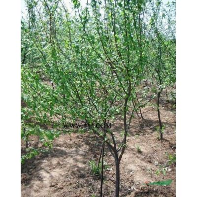 山東白皮松基地供應/山東白皮松基地圖片