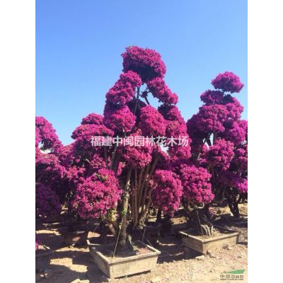布迪椰子：托桿30-1-3米地苗，袋苗，自產自銷