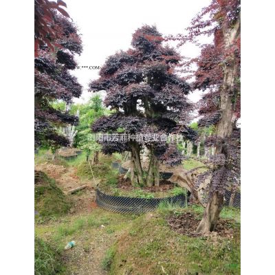 供應占地樹樁 野生樹紅桎木樁 榆樹樁 大葉女貞樁  樸樹樁