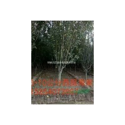 5公分櫻花什么價格，6公分櫻花 什么價格