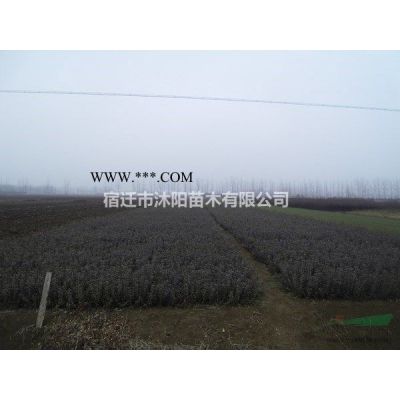 合歡價(jià)格_合歡圖片_合歡產(chǎn)地_合歡綠化苗木苗圃基地