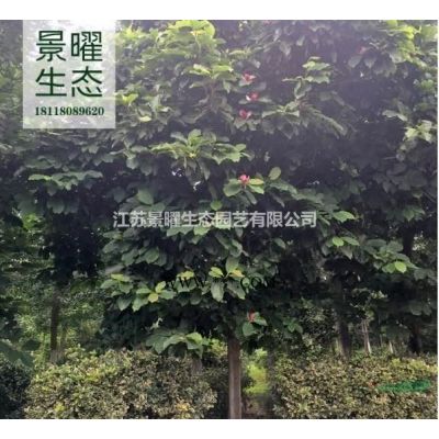 烏桕的產(chǎn)地在哪里/哪里便宜/江蘇景曜生態(tài)基地直銷批發(fā)價(jià)格圖片