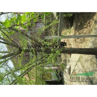 合歡基地 合歡批發 精品 價格低