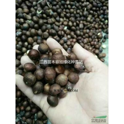 九江重陽木行情報價\江西重陽木圖片展示