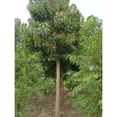 12公分精品重陽(yáng)木