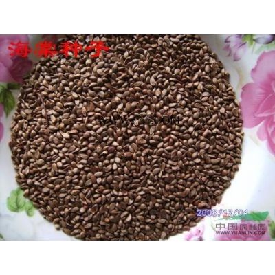 米徑5公分的重陽木 優質精品重陽木 九江慶華重陽木種植基地