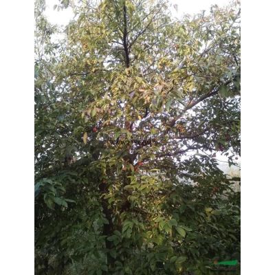 江西2至15公分重陽木*新報價/2至15公分重陽木圖片