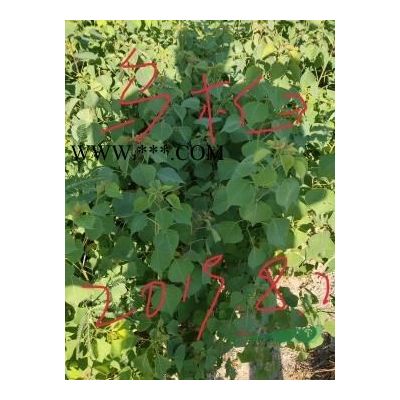 烏桕小苗0.5-1公分大量供應(yīng)，江西烏桕小苗0.3-1公分