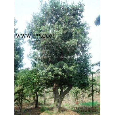 九江重陽木價格，九江重陽木樹苗價格