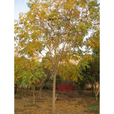 烏桕;烏桕價格烏桕生產(chǎn)基地供應(yīng)10-20公分精品烏桕量大