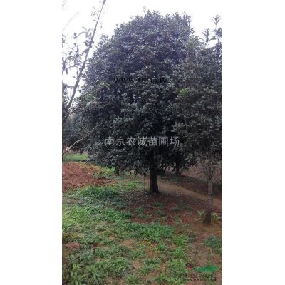 楓香、楓香價格、楓香價格優惠