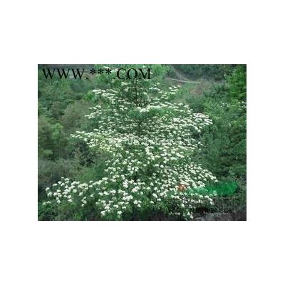 楓香價格*新行情