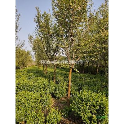 榔榆樹，榆樹，古樹，榆樹盆景，白榆，榆樹基地